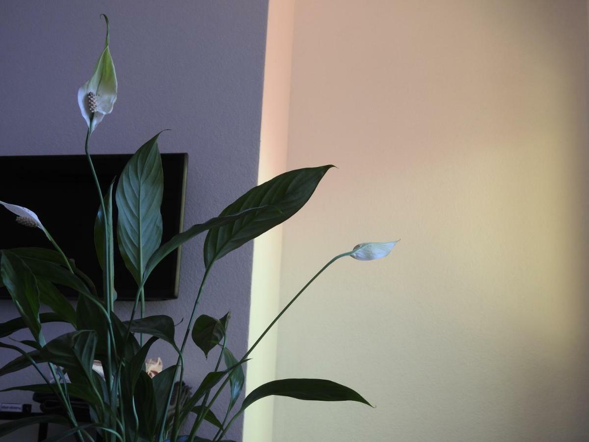 Apartment Antonela 슬라티네 외부 사진